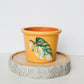 Buttery Variegated Monsteras Pots | Hand Painted Terracotta Pot with Drainage Hole | Ready to Ship