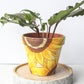 Sunflower Pot | Hand Painted Terracotta Pot with Drainage Hole | Saucers available only for tapered pots
